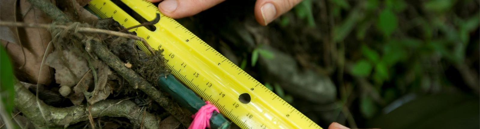 亿德体育学生在户外测量植物和藤蔓之间的标记.